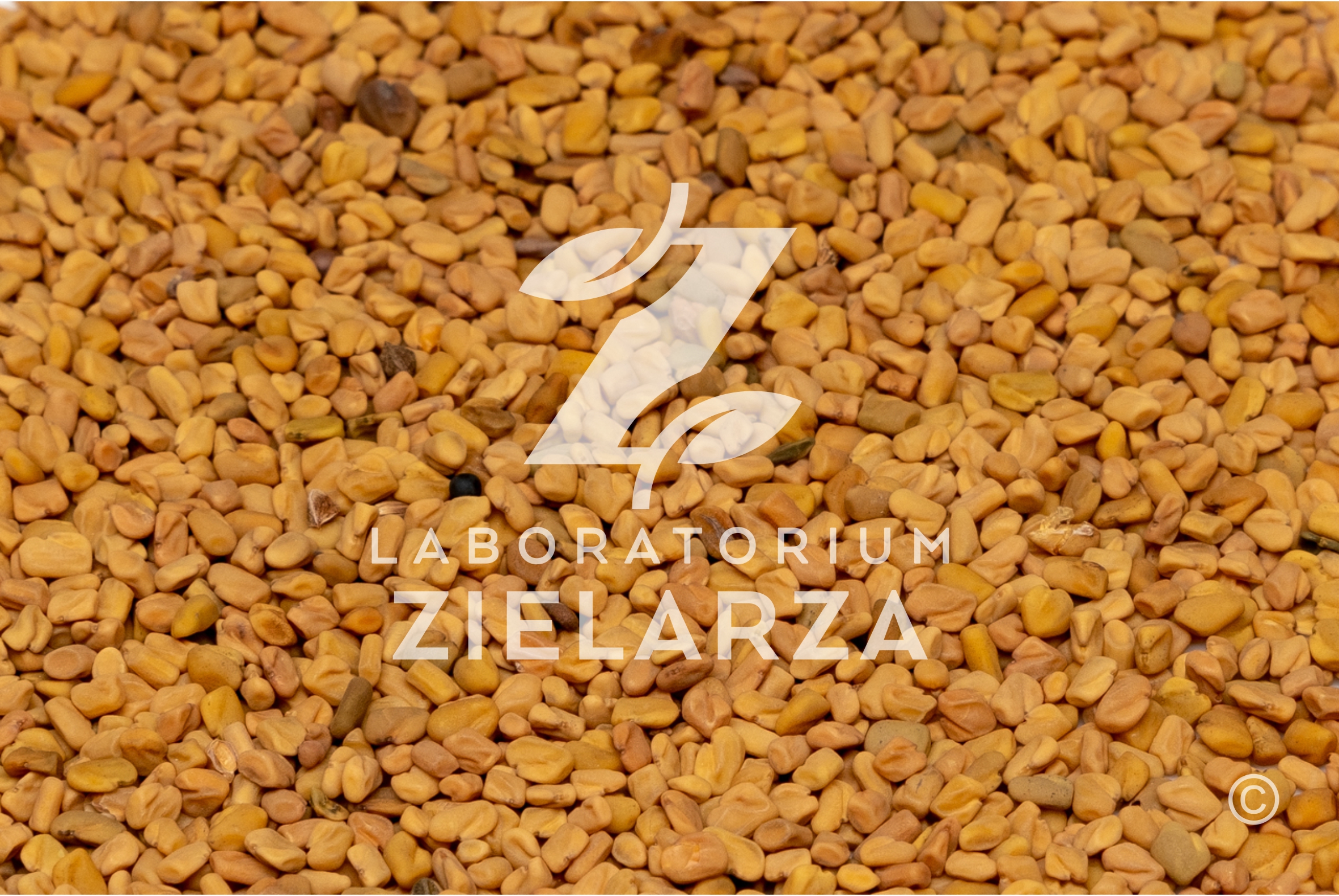 Nasienie kozieradki Nasienie kozieradki