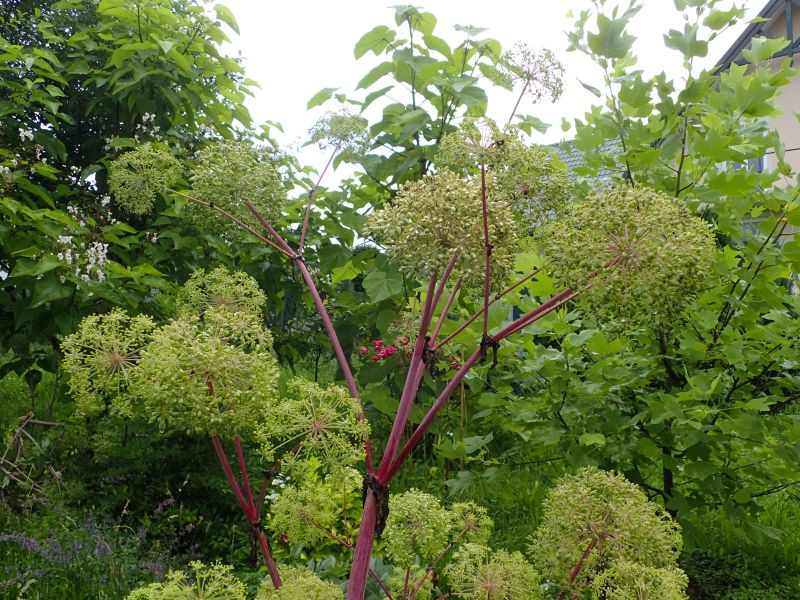 Korzeń arcydzięgla – Radix Archangelicae