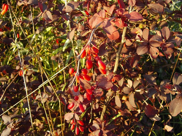 Kora berberysu – Cortex Berberidis