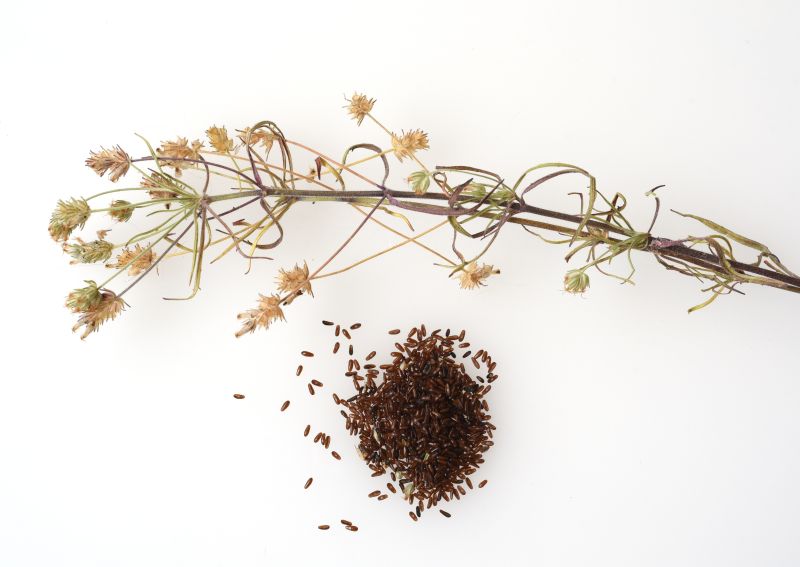 Nasiona płesznika (babki płesznik) – Semen Psyllii i carragen (karagen)